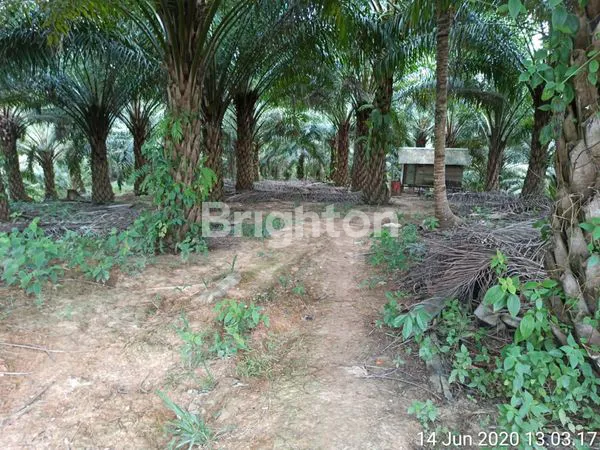 image TANAH DAN KEBUN KELAPA SAWIT DI PENAJAM 2 LAHAN (1)