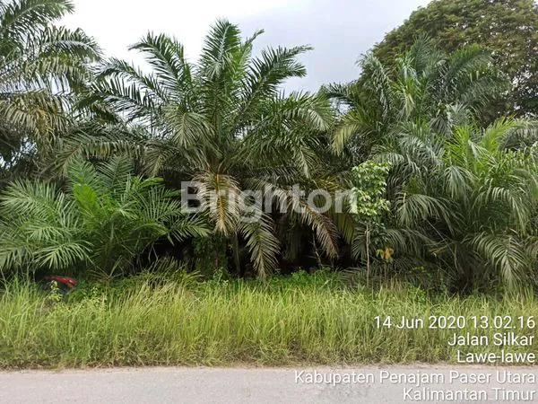 image TANAH DAN KEBUN KELAPA SAWIT DI PENAJAM 2 LAHAN (2)