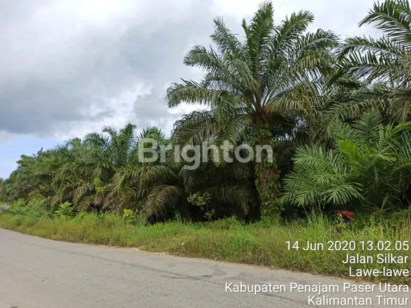 image TANAH DAN KEBUN KELAPA SAWIT DI PENAJAM 2 LAHAN (3)