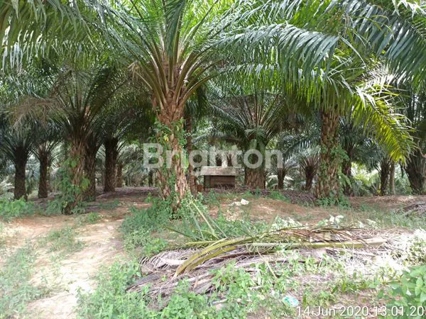 image TANAH DAN KEBUN KELAPA SAWIT DI PENAJAM 2 LAHAN (4)