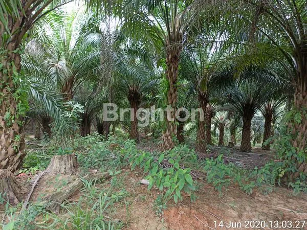 image TANAH DAN KEBUN KELAPA SAWIT DI PENAJAM 2 LAHAN (6)