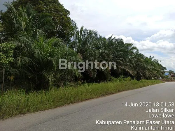 image TANAH DAN KEBUN KELAPA SAWIT DI PENAJAM 2 LAHAN (7)