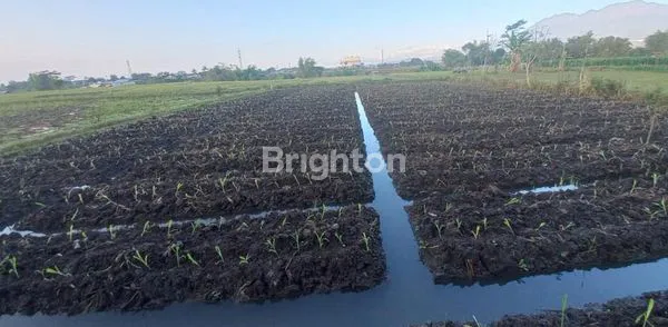 image COCOK BUAT KAFE (2)