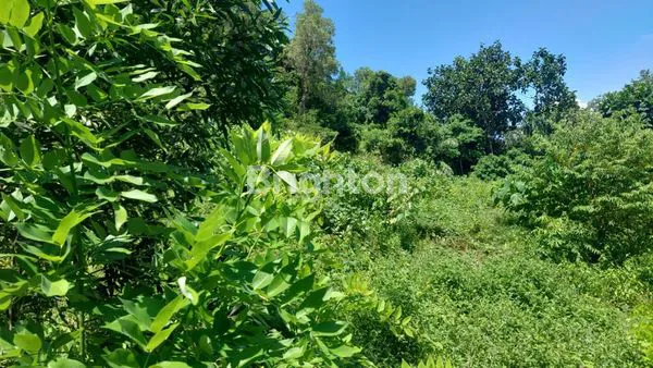 image TANAH DI KLUNGKUNG , BALI (2)