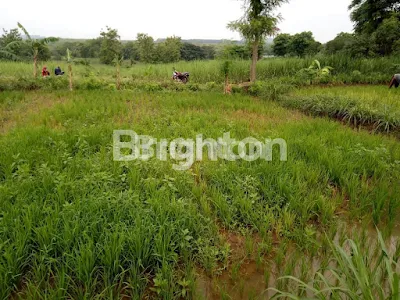 image TANAH GRESIK BISA UNTUK GUDANG/PABRIK/KAVLING (1)