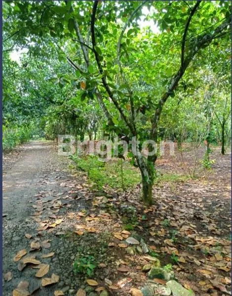 image TANAH PINGGIR JALAN CARIU JONGGOL (1)