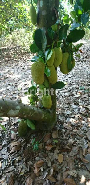 image TANAH PINGGIR JALAN CARIU JONGGOL (5)