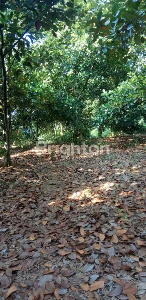 image TANAH PINGGIR JALAN CARIU JONGGOL (4)