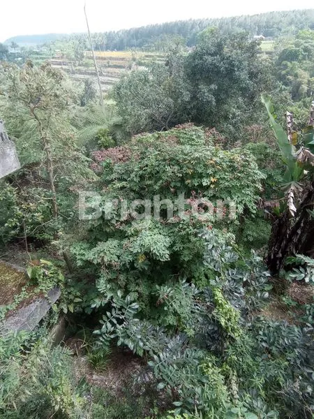 image TANAH DI BEDUGUL (4)