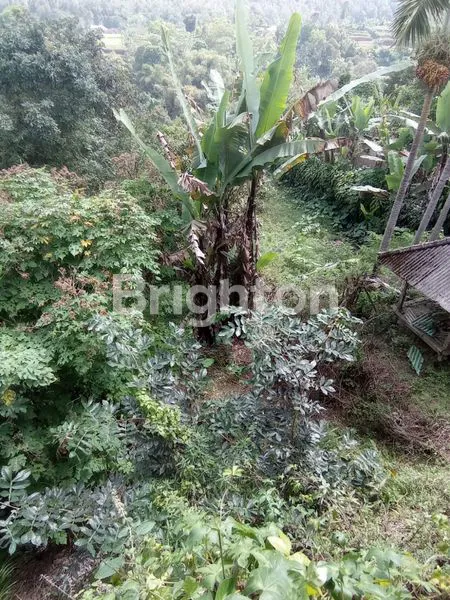 image TANAH DI BEDUGUL (3)