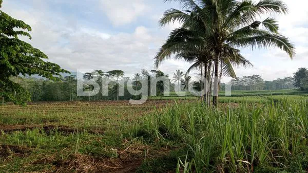 TANAH EX KEBUN TEBU DS JATIKERTO SUMBERPUCUNG MALANG
