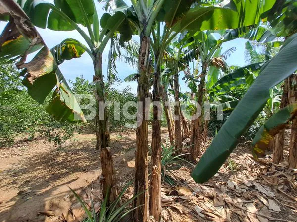 image TANAH LUAS DAN BANGUNAN DI KEDIRI (1)