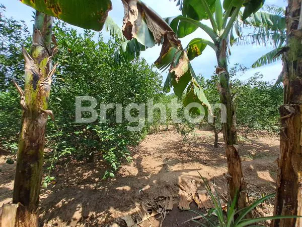 image TANAH LUAS DAN BANGUNAN DI KEDIRI (2)