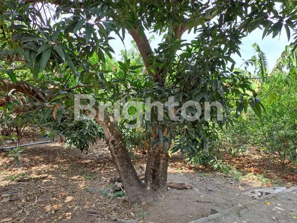 image TANAH LUAS DAN BANGUNAN DI KEDIRI (5)