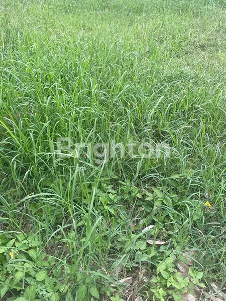 image TANAH KAVLING AREA INDUSTRI ROMOKALISARI PERGUDANGAN GRESIK (1)