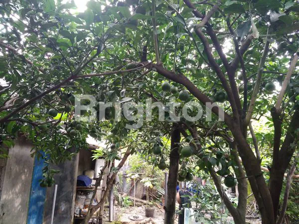 image RUMAH DI KECAMATAN PESANTREN KOTA KEDIRI (5)