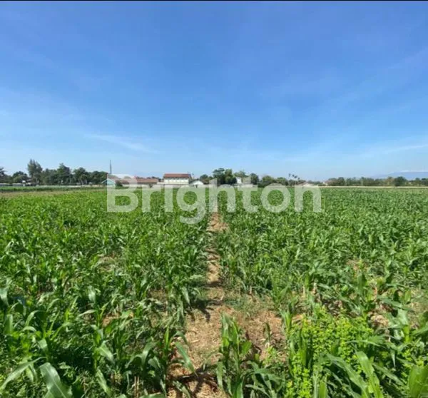 TANAH DI TALKANDANG SITUBONDO