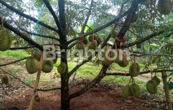 KEBUN DURIAN DI TULUNGAGUNG