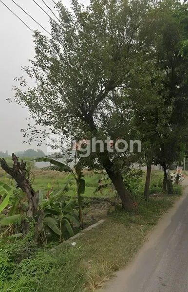 image KEMBANGRINGGIT JASEM MOJOKERTO (1)