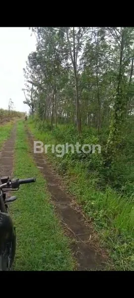 image TANAH KEBUN PACET (2)