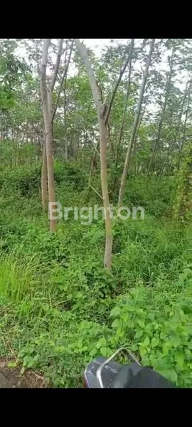 image TANAH KEBUN PACET (3)