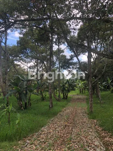DI JUAL TANAH 3 HA DI CISA LADA DEKAT TOL BOCIMI - LIDO.BOGOR COCOK UNTUK VILA, KULINERAN