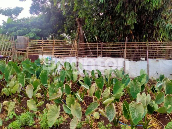 image BELI RUMAH GRATIS TANAH LUAS! LEBAR DEPAN 12 M LOKASI STRATEGIS DI TENGAH KOTA MALANG (7)