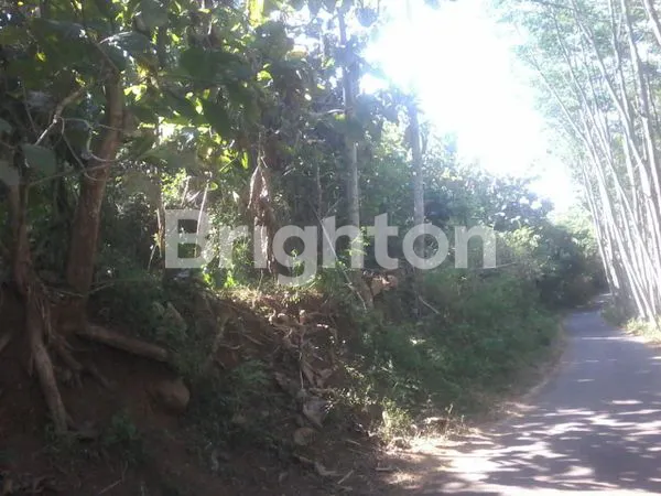 image TANAH KEBUN JATI BONDOWOSO (1)