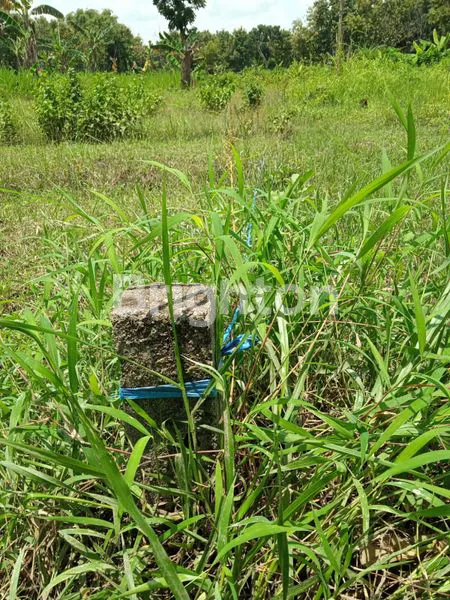 image JUAL TANAH DI NOL JALAN RAYA PROPINSI (3)