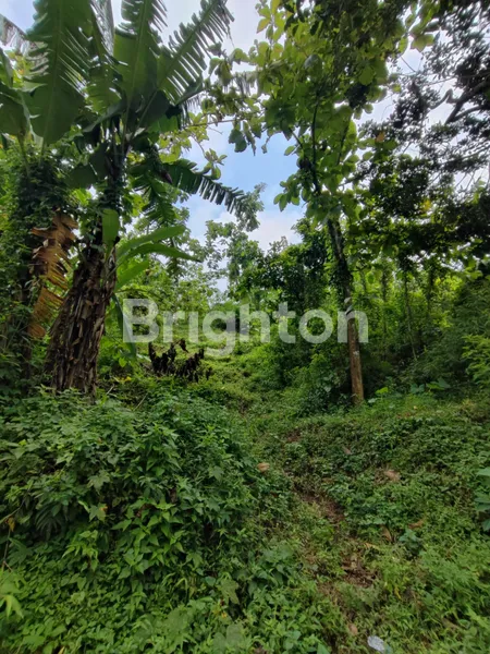 image TANAH TRAWAS BERBUKIT BONUS HUTAN COCOK UNTUK SEKELAS CIMORY (3)