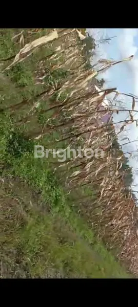 MURAH TANAH KERAS AKSES JALAN SUDAH ADA