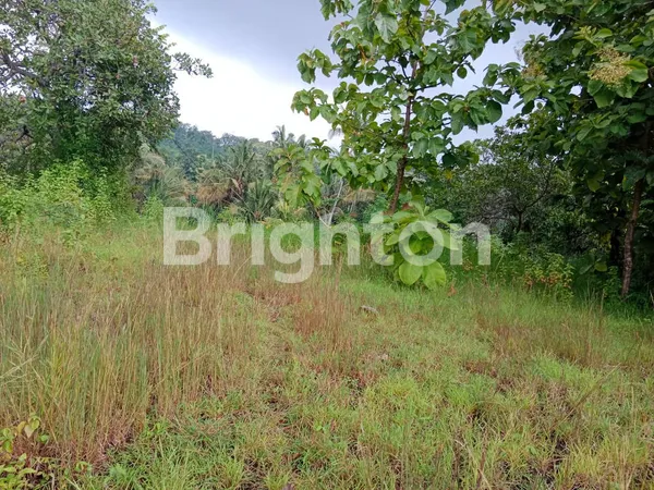 image TANAH MURAH HARGA NEGO SERIRIT BULELENG (2)