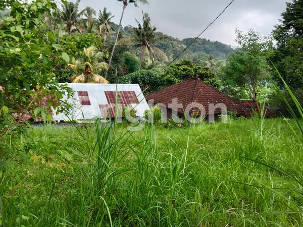 image TANAH MURAH HARGA NEGO SERIRIT BULELENG (4)