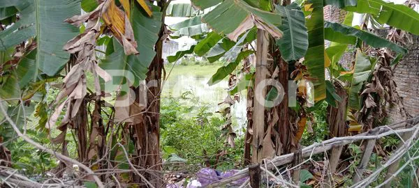 image TANAH LUAS PINGGIR JALAN ASPAL DEKAT XT SQUARE JOGJA (4)