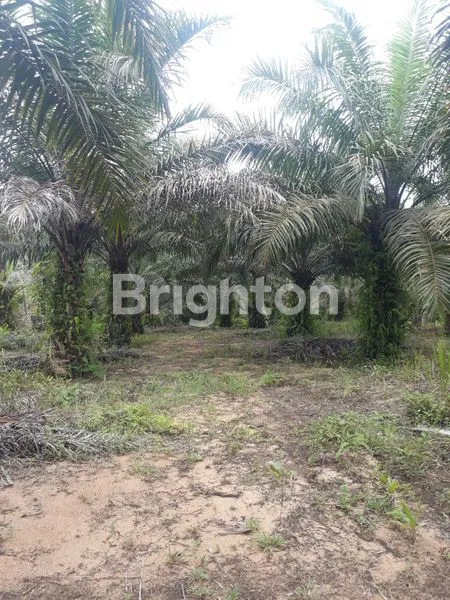 image TANAH MURAH DI IKN (2)