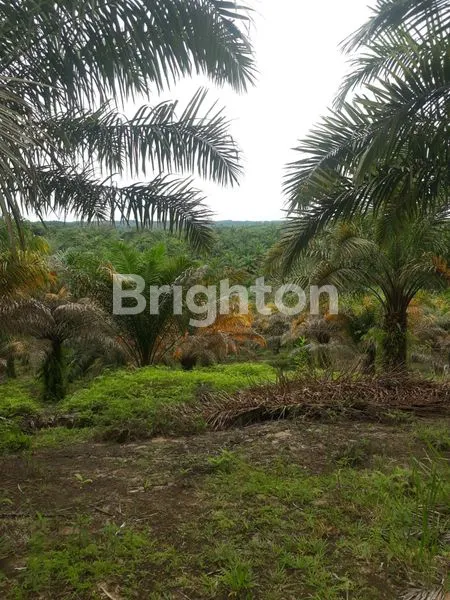 image TANAH MURAH DI IKN (1)