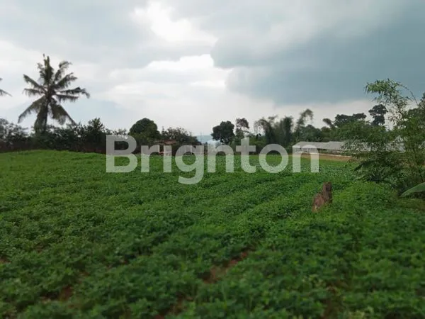 TANAH LUAS DI MEGA MENDUNG PUNCAK BOGOR HARGA NEGO