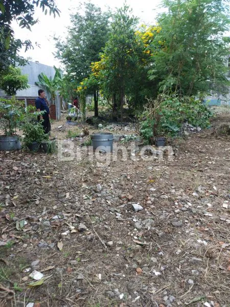 image TANAH DI TOMANG (4)