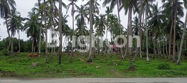 image TANAH RATA SIAP BANGUN COCOK UNTUK INVESTASI BANGUN HOTEL ATAU VILLA (3)