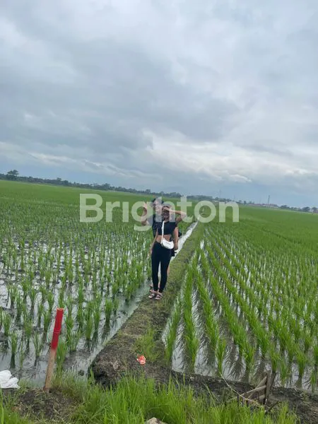 image SAWAH PRODUKTIF, DEKAT MESJID RAYA AL-JABBAR, STASIUN KERETA API CEPAT, GBLA, STASIUN CIMEKAR (3)