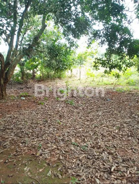 image TANAH/KEBUN RAMBUTAN DI PURWAKARTA (3)