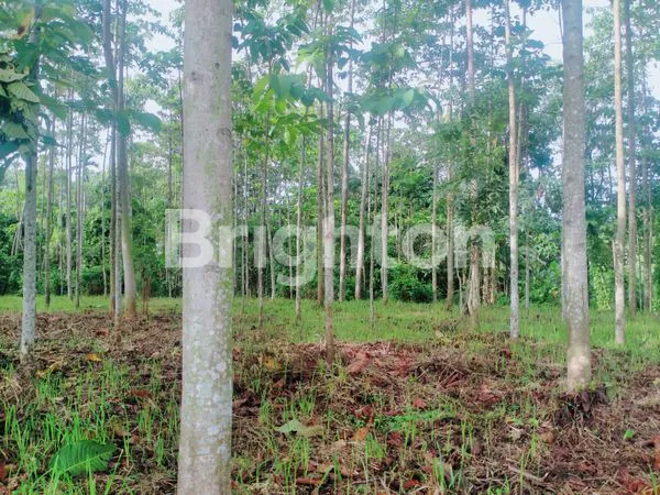 image TANAH MURAH COCOK UNTUK PERSAWAHAN ATAU INVESTASI (4)