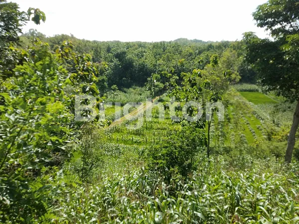 image TANAH MURAH GUNUNG KIDUL DEPAN JALAN COCOK BUAT HUNIAN, RESTO, VILLA DAN INVESTASI (2)