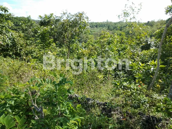 image TANAH MURAH GUNUNG KIDUL DEPAN JALAN COCOK BUAT HUNIAN, RESTO, VILLA DAN INVESTASI (3)