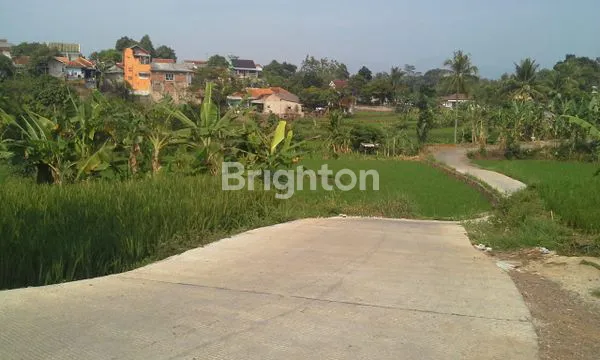 TANAH SAWAH SANGAT SUBUR DI CIANJUR KULON