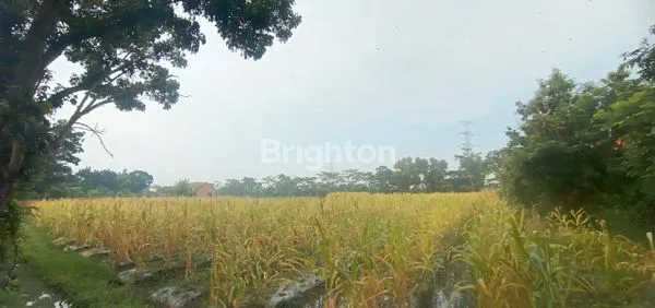 image TANAH DI DESA PABUARAN SUBANG JAWA BARAT (2)