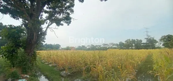 image TANAH DI DESA PABUARAN SUBANG JAWA BARAT (4)