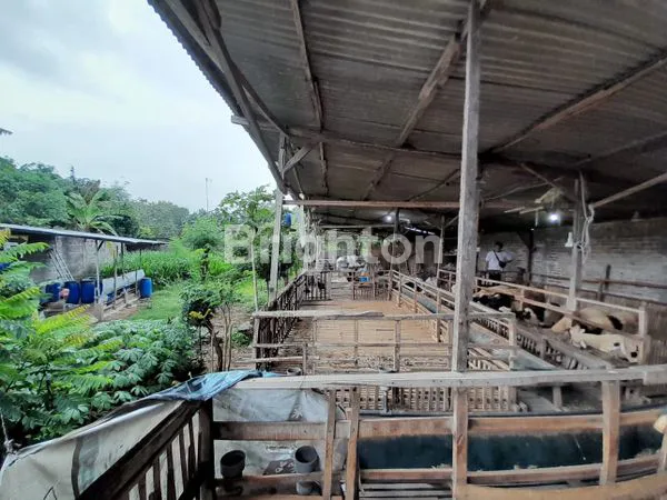 image TANAH PLUS GUDANG + KANDANG KAMBING HYBRID (1)