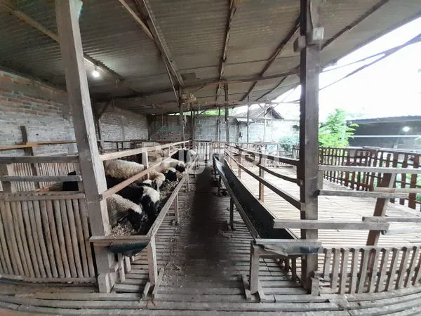 image TANAH PLUS GUDANG + KANDANG KAMBING HYBRID (3)