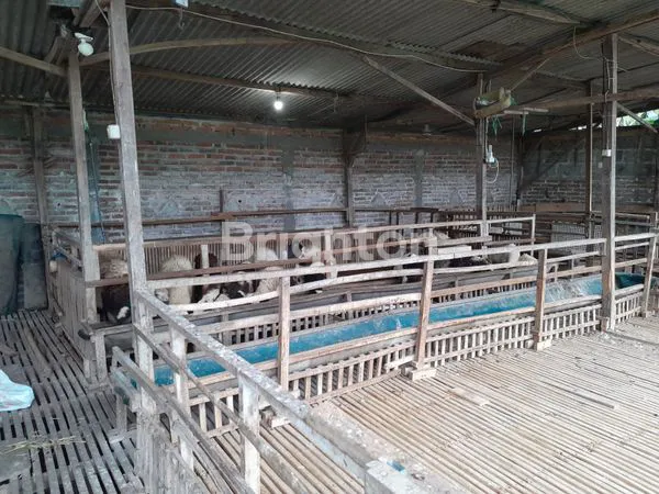 image TANAH PLUS GUDANG + KANDANG KAMBING HYBRID (8)